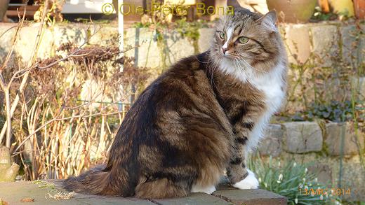 Darinja von der Gronau-Sibirische Katze