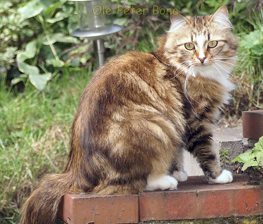 Julchen von der Gronau - Sibirische Katze