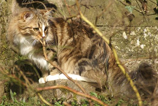 Sibirische Katze Jule von der Gronau