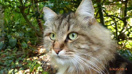 Sibirische Katze Max von der Gronau