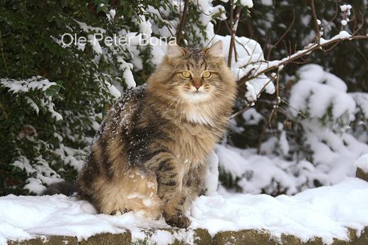 Max von der Gronau - Sibirische Katze