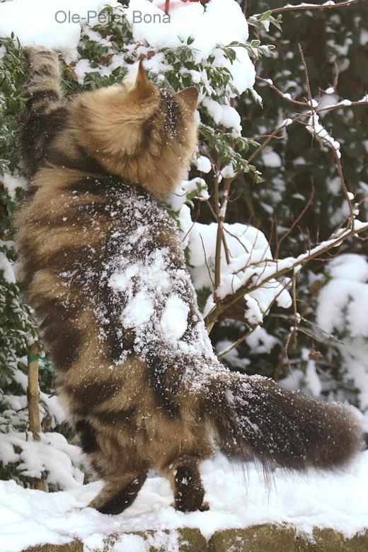 Max von der Gronau - Sibirische Katze