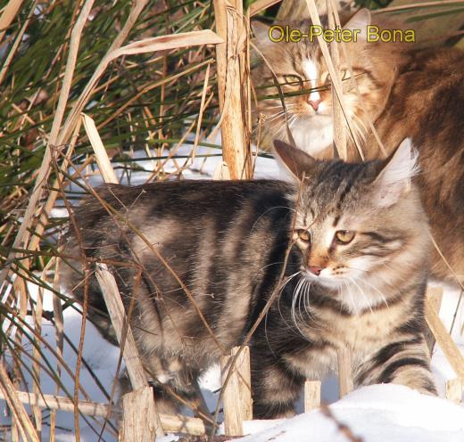 Max von der Gronau - Sibirische Katze