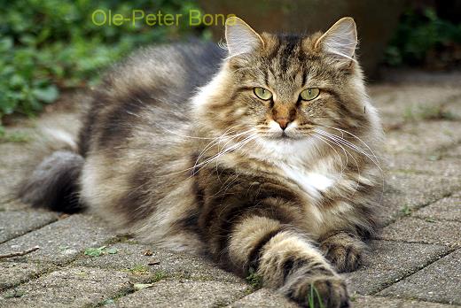 Max von der Gronau - Sibirische Katze