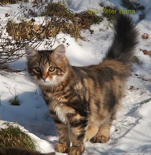 Moritz von der Gronau - Sibirische Katze