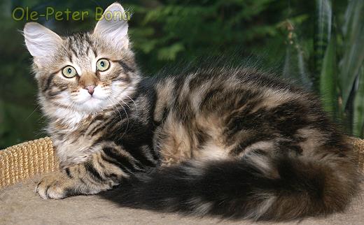 Moritz von der Gronau - Sibirische Katze