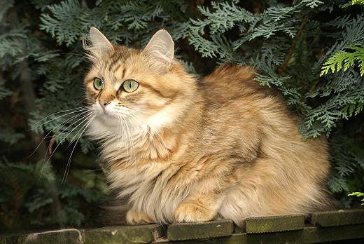 Spirit of New Heaven´s Allegra Sibirische Katze