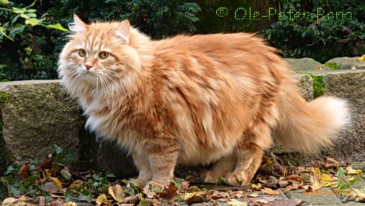 Zaimka Avos Sibirische Katze