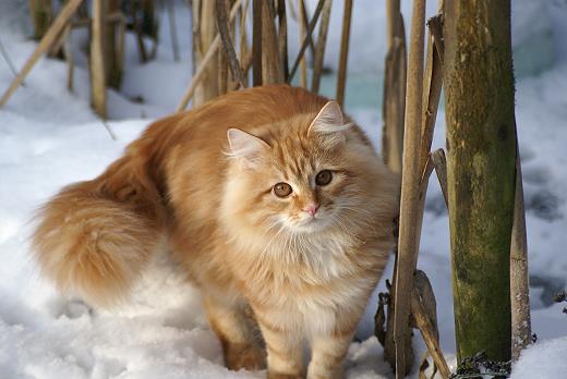 Sibirische Katze Zaimka Avos