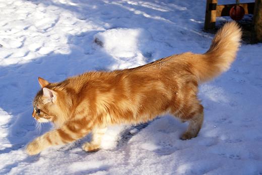 Zaimka Avos Sibirische Katze