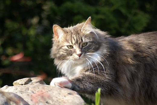 Sibirische Katze Hetty von der Gronau