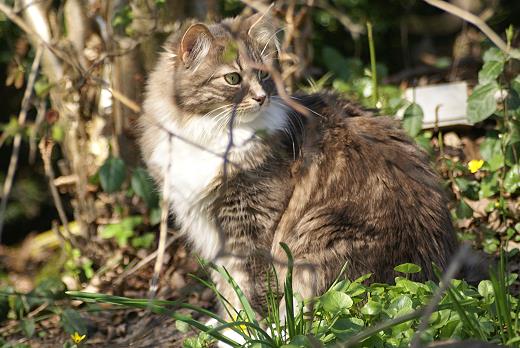 Sibirische Katze Hetty von der Gronau