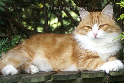 Sibirische Katze Katrinchen von der Gronau