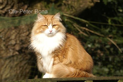 Sibirische Katze Katrinchen von der Gronau