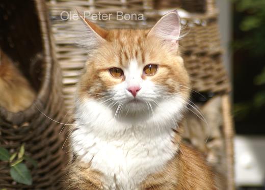 Sibirische Katze Katrinchen von der Gronau