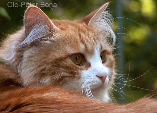 Sibirische Katze Katrinchen von der Gronau