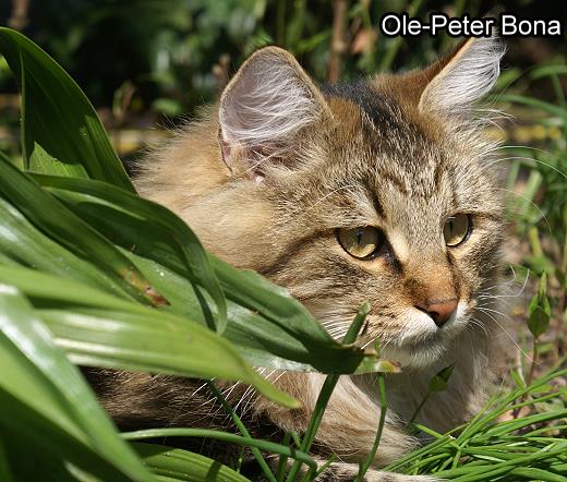 Max von der Gronau - Sibirische Katze