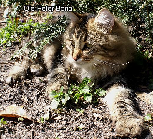 Max von der Gronau - Sibirische Katze