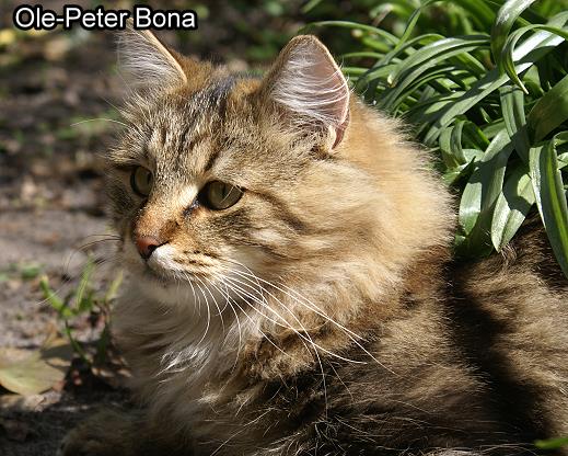 Max von der Gronau - Sibirische Katze