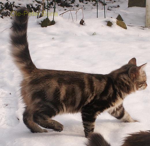 Max von der Gronau - Sibirische Katze