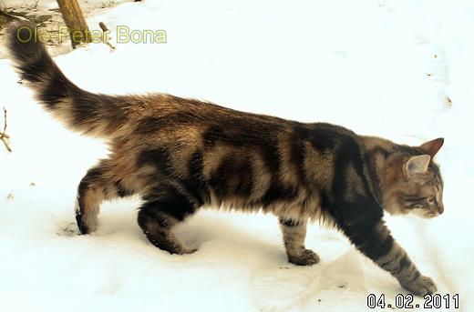 Max von der Gronau - Sibirische Katze