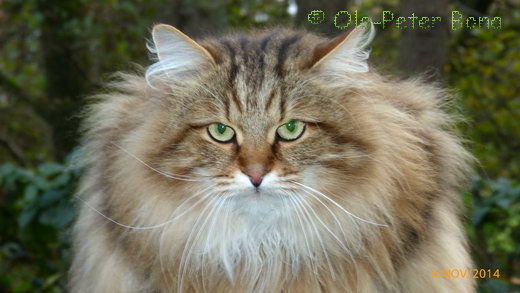 Sibirische Katze Moritz von der Gronau