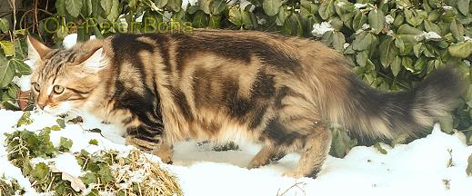 Sibirische Katze Moritz von der Gronau