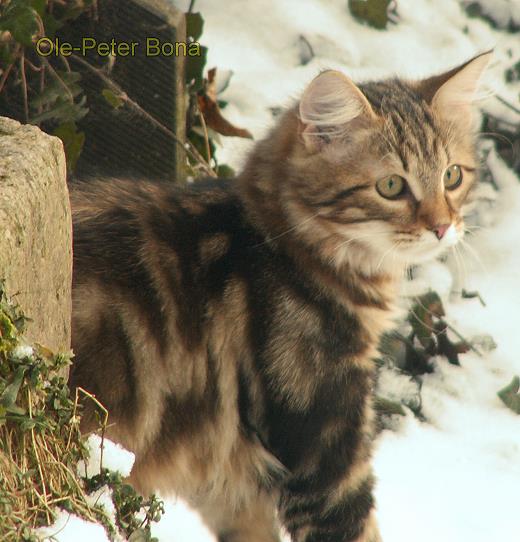 Moritz von der Gronau - Sibirische Katze