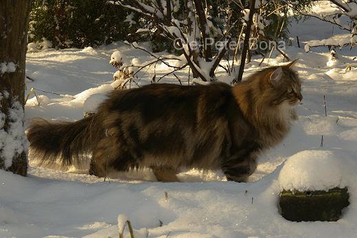 Moritz von der Gronau - Sibirische Katze