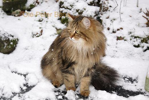 Moritz von der Gronau - Sibirische Katze
