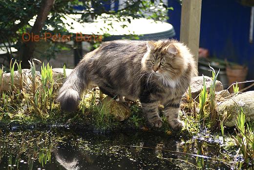 Moritz von der Gronau - Sibirische Katze