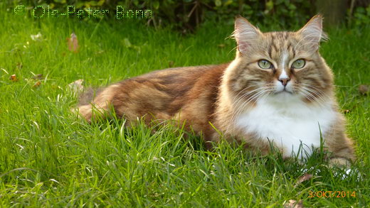 Sibirische Katze Fadejew vom Schloßpavillon