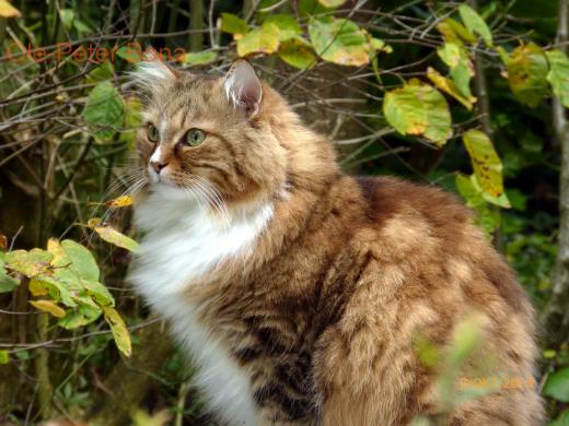 Sibirische Katzen Fadejew vom Schloßpavillon