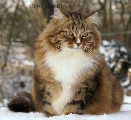 Sibirische Katzen Fadejew vom Schloßpavillon