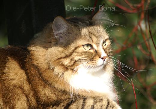 Sibirische Katzen Fadejew vom Schloßpavillon