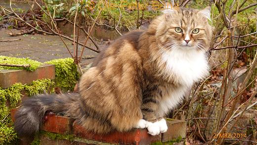 Yanisha von der Gronau - Sibirische Katze