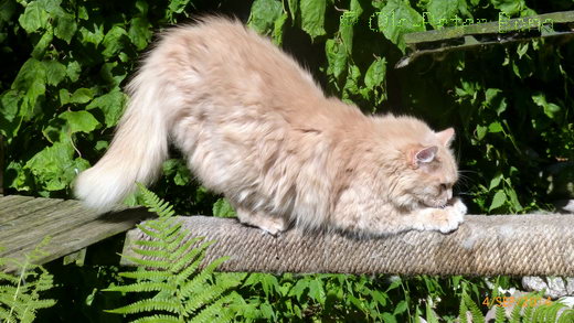 Sibirische Katze Floris von der Gronau