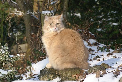 Floris von der Gronau - Sibirische Katze