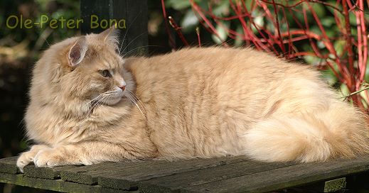 Floris von der Gronau - Sibirische Katze