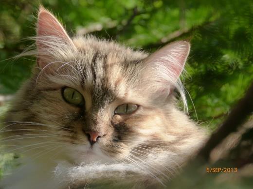 Gwenya von der Gronau - Sibirische Katze
