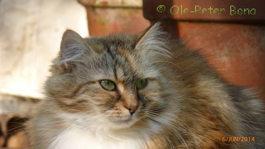 Sibirische Katze Gwenja von der Gronau