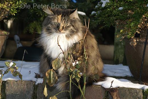 Sibirische Katze Hela von der Gronau