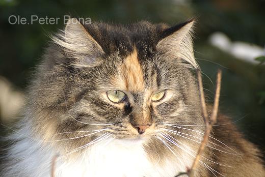 Sibirische Katze Hela von der Gronau