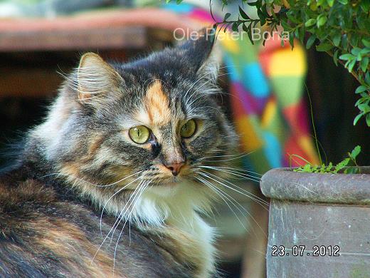 Sibirische Katze Hela von der Gronau