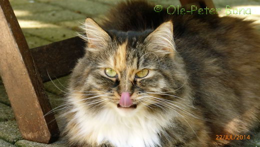 Sibirische Katze Hela von der Gronau