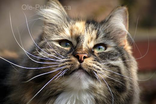 Sibirische Katze Hela von der Gronau