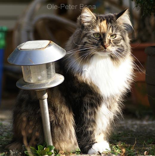 Sibirische Katze Hela von der Gronau