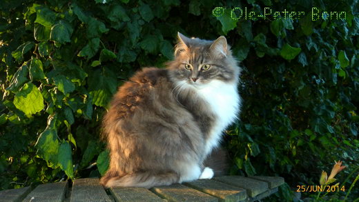 Sibirische Katze Hetty von der Gronau