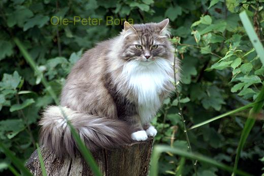 Sibirische Katze Hetty von der Gronau