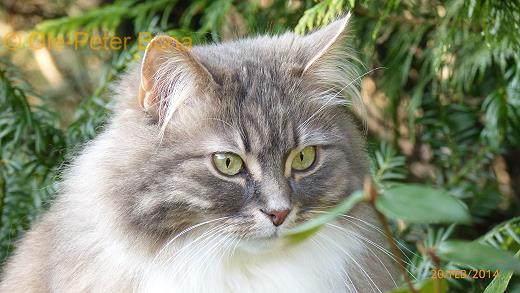 Sibirische Katze Hetty von der Gronau